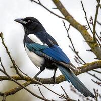 magpie with vivid black and white feathers, perched confidently on a tree branch, symbolizing natures elegance photo