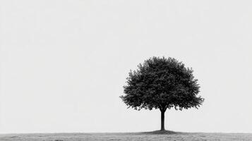 Minimalist tree on white background photo