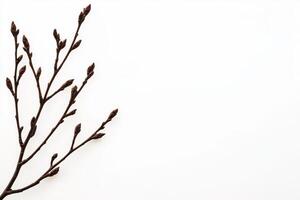 Bare Twigs Buds White Background photo