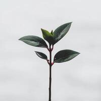 Young Myrtle Plant on White Surface photo