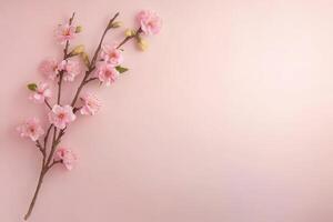 Cherry blossom branch arranged on a soft pink background photo