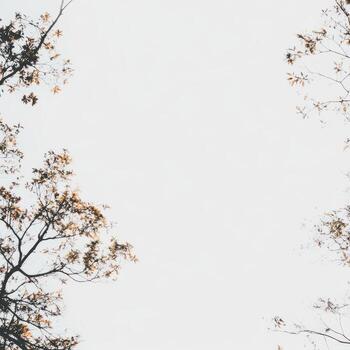 Branches frame a bright sky dura sunny day in autumn photo