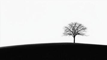 Silhouette of a solitary tree atop a gentle hill photo