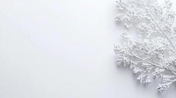 Winter decoration with frosted branches on white background photo