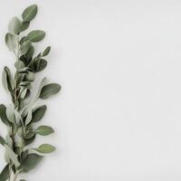 Green leafy branch on minimalistic background arranged for display photo