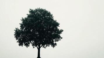 Solitary tree silhouette against foggy sky at dawn photo