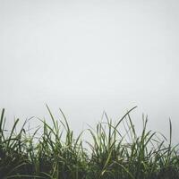 Wild grass against a light gray sky photo