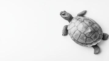 Captivating tortoise exploring a minimalist white background photo