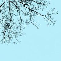 Branches reaching toward a serene blue sky on a calm day photo