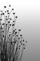 Elegant silhouettes of wildflowers against a soft gradient backdrop photo