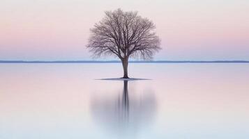 Lonely tree stands serene in pastel reflections at dawn photo