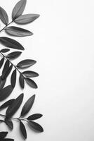 Elegant black leaves arranged artistically on white background photo