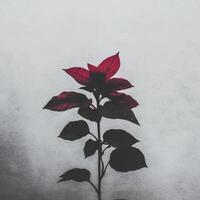 Dark foliage contrasting against a light background shines beautifully photo