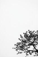Branches reaching towards a cloudy sky in minimalist elegance photo