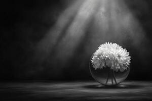 Beautiful white flowers in a glass vase illuminated by soft light photo