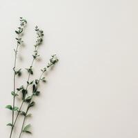 Delicate green branches gracefully placed on a soft neutral backdrop photo