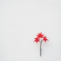 Vibrant red leaves contrast against a minimalist white backdrop photo