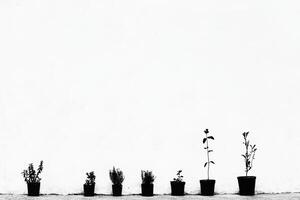 Growing plants in black and white against a minimalist backdrop photo