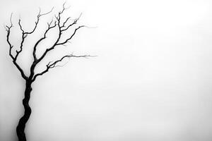 Striking black branches stand out against a bright white backdrop photo