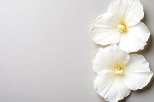 Elegant white flowers arranged on a soft neutral background photo