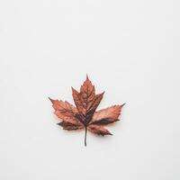 Bright red maple leaf resting on a white surface in autumn light photo