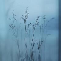 Silhouetted grass against a serene blue backdrop at dawn photo