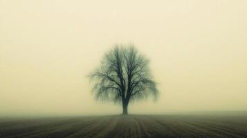 Lone tree stands in a foggy field during the early morning photo