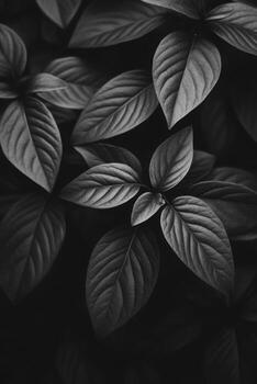 Dark green leaves showing intricate textures and shapes photo