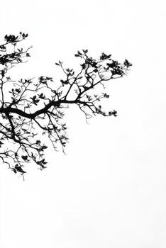 Silhouette of a tree branch with delicate leaves against sky photo