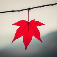 Vibrant red maple leaf hanging from a twig in autumn photo