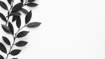 Leaves arranged artistically on a minimalistic white background photo