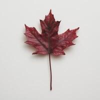 Autumn leaf with vibrant red color on a neutral background photo