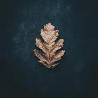 Dry oak leaf on dark surface in natural light photo