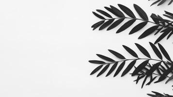 Leaves arrangement on white background in minimalistic style photo