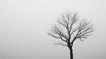 Lonely tree stands against a foggy sky at dawn photo