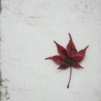 Bright red maple leaf on a light marble surface in autumn photo
