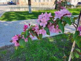 On a spring day, an apple tree branch with large pink flowers and green leaves photo