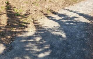 The shade of the fir branches in the park lies on the brown ground photo
