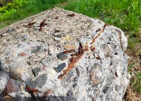 Red beetles bug soldiers bask in the bright spring sun sitting on a stone photo