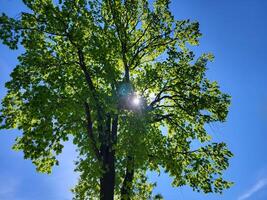 On a clear spring day, a glimmer of sunlight in the foliage photo