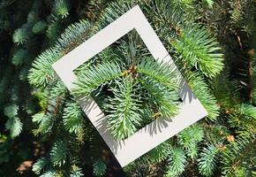 The branches of a green Christmas tree peek out from a white cardboard frame. The concept of Christmas, New Year environmental protection photo