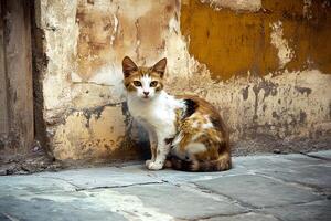 A stray cat resting on a cobblestone street in the historic Old City of Jerusalem, surrounded by ancient architecture and the city's timeless charm photo