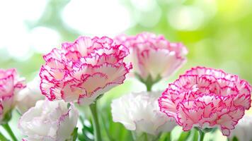 Delicate pink and white carnation flowers against a soft green bokeh background, creating a fresh and elegant floral scene photo