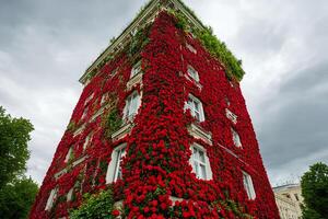 Beautiful red roses adorning the exterior of a building in London, adding a romantic and vibrant touch to the cityscape photo