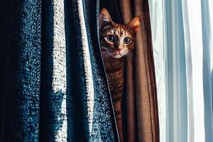 A playful moment captured as a cute Bengal cat peeks out from behind the curtains, showcasing its unique spotted coat and curious expression in a cozy indoor setting photo