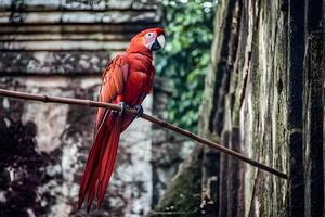 A vibrant red macaw sitting on a perch in a zoo in Thailand, showcasing its stunning plumage and exotic beauty in a tropical setting. photo