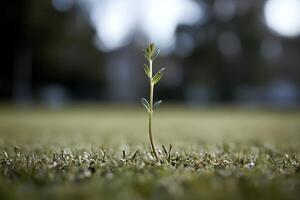 A small plant sprouting on lush green grass in the soft glow of evening light, symbolizing new life and the fresh beginnings of spring photo