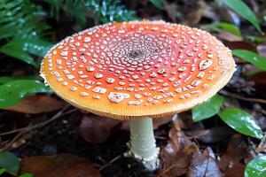 A striking image of the vibrant red Amanita muscaria mushroom, commonly known as Fly Agaric, growing in the forest among fallen leaves and moss photo