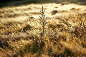 Golden dry grass in a sunlit field at sunset, with warm tones and soft selective focus creating a serene atmosphere photo