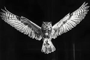 Majestic Great Horned Owl Bubo virginianus in mid-flight with wings fully extended, showcasing its powerful wingspan and sharp gaze against a natural background photo